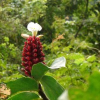 Hellenia speciosa (J.Koenig) S.R.Dutta